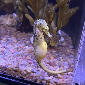 Jun. 2023- Pot-bellied seahorse