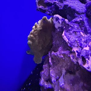 Jun. 2023- Painted frogfish