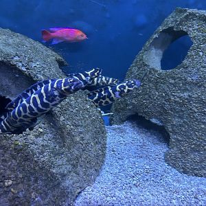 Jun. 2023- Engineer gobies and Twospot anthias