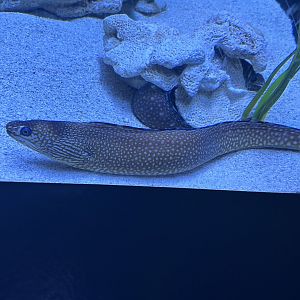 Jun. 2023- Ocellated moray