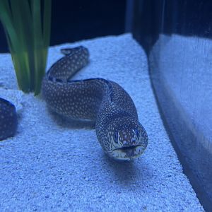Jun. 2023- Ocellated moray