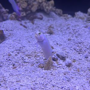 Jun. 2023- Yellowhead jawfish