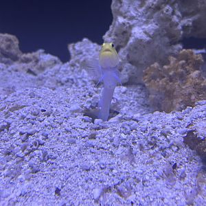 Jun. 2023- Yellowhead jawfish