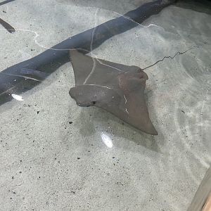 Jun. 2023- Cownose ray