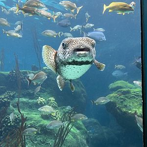 Jun. 2023- Giant porcupine puffer and various fishes