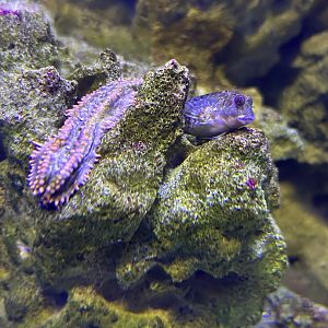 Jun. 2023- Molly miller and sea cucumber