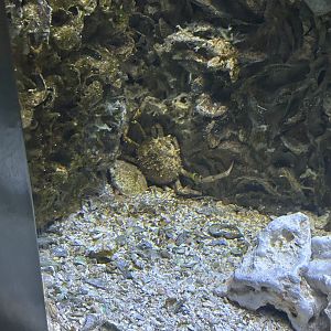 Jun. 2023- West Indian spider crab