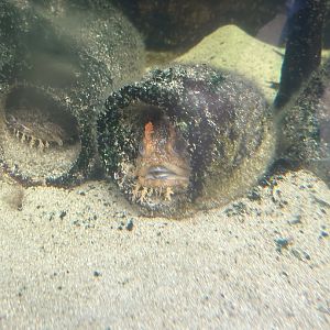 Jun. 2023- Gulf toadfish