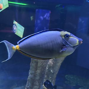 Jun. 2023- Naso tang