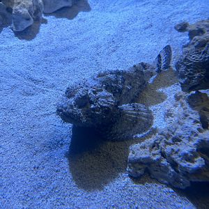 Jun. 2023- Spotted scorpionfish