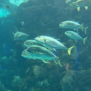 Jun. 2023- Crevalle jacks