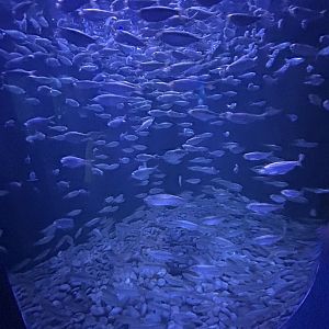 Jun. 2023- False pilchards