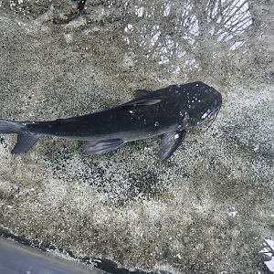 Jun. 2023- Hardhead catfish