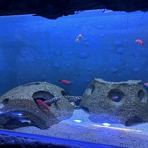 Jun. 2023- Engineer goby and Twospot anthias tank