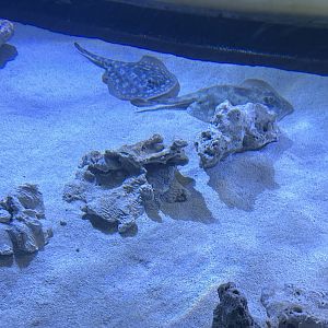 Jun. 2023- Yellow stingrays