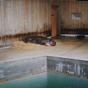 Pygmy Hippopotamus - Large Mammal House, 1999