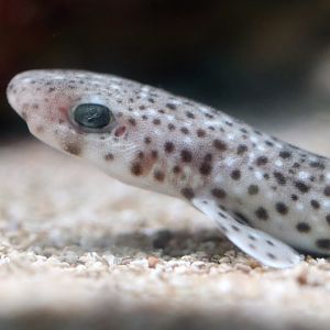 Shark ID - L'Aquàrium Barcelona