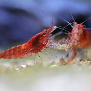 Shrimp ID - L'Aquàrium Barcelona