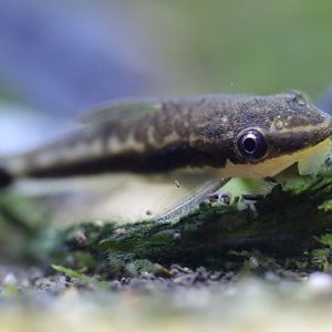 Fish ID - L'Aquàrium Barcelona