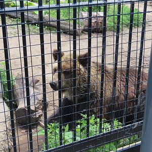 Hokkaido brown bear