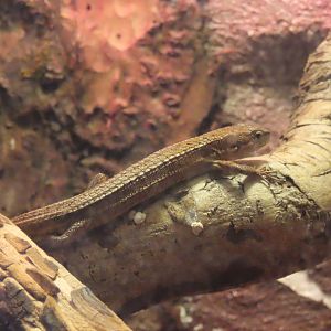 Japanese grass lizard