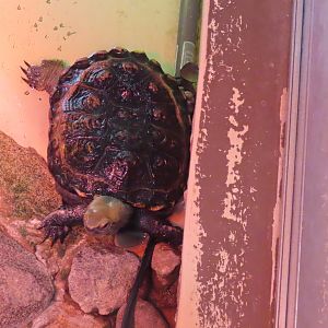 Japanese pond turtle