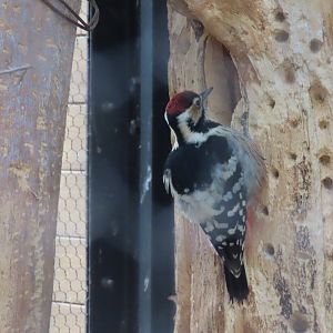 White backed woodpecker