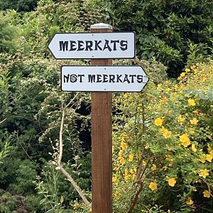 A handy sign for Zoochatters re Meerkats