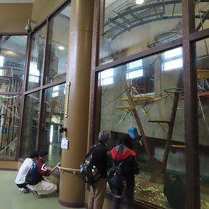 Chimp indoor exhibit