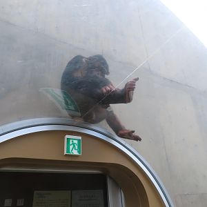 Chimpanzee