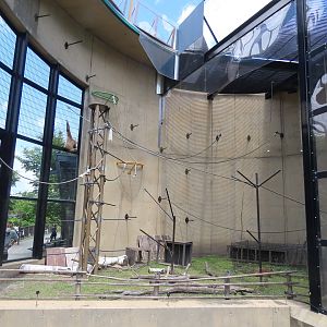 Lar gibbon/Reeve's muntjac