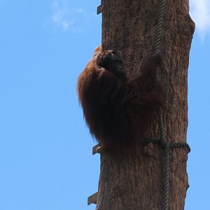 Orangutan
