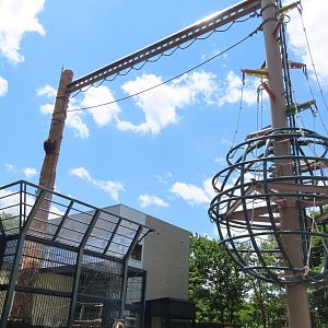 Orangutan climbing structure