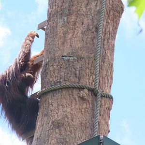 Orangutan