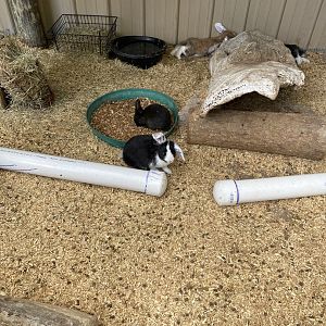 Domestic Rabbit Pen - 6/22/2023