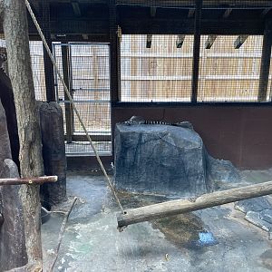 Ring-Tailed Lemur - 6/22/2023