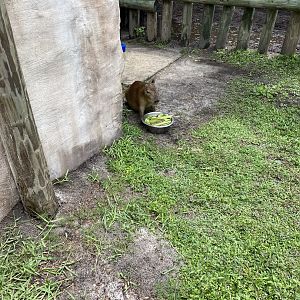 Capybara Experience Pen - 6/22/2023