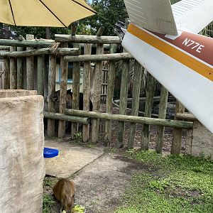 Capybara Experience - 6/22/2023