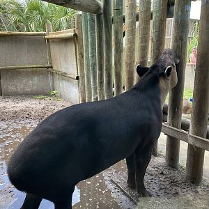 Baird’s Tapir - 6/22/2023