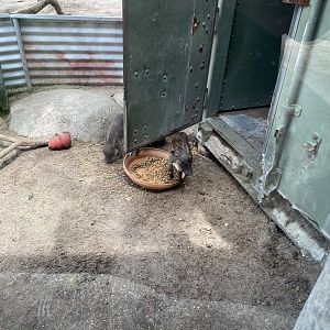 Baby Warthogs - 6/22/2023