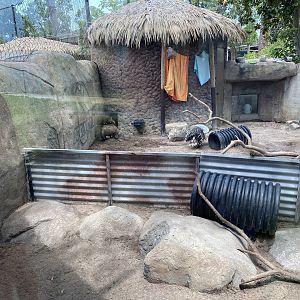 African Crested Porcupine/Bat-Eared Fox - 6/22/2023