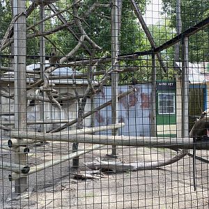 Lesser Spot-Nosed Guenon Habitat - 6/22/2023