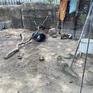 Bat-Eared Fox/African Crested Porcupine Habitat - 6/22/2023