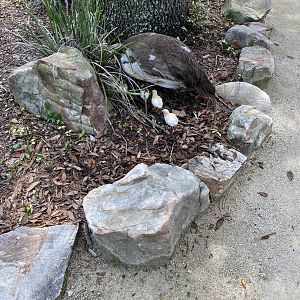 Free Roaming Indian Peafowl with Chicks - 6/22/2023
