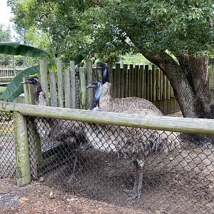 Emu - 6/22/2023