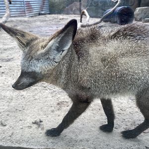 Bat-Eared Fox - 6/22/2023