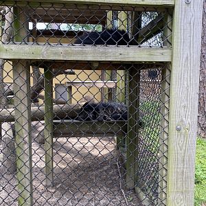 Binturong - 6/22/2023