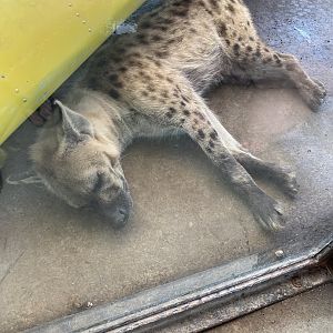 Sleeping Hyena - 6/22/2023