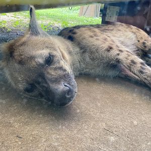 Sleeping Hyena Face View - 6/22/2023