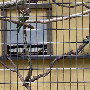 Red-Fan Parrot - 6/22/2023